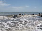 General Aquatics (Beach Unit) l